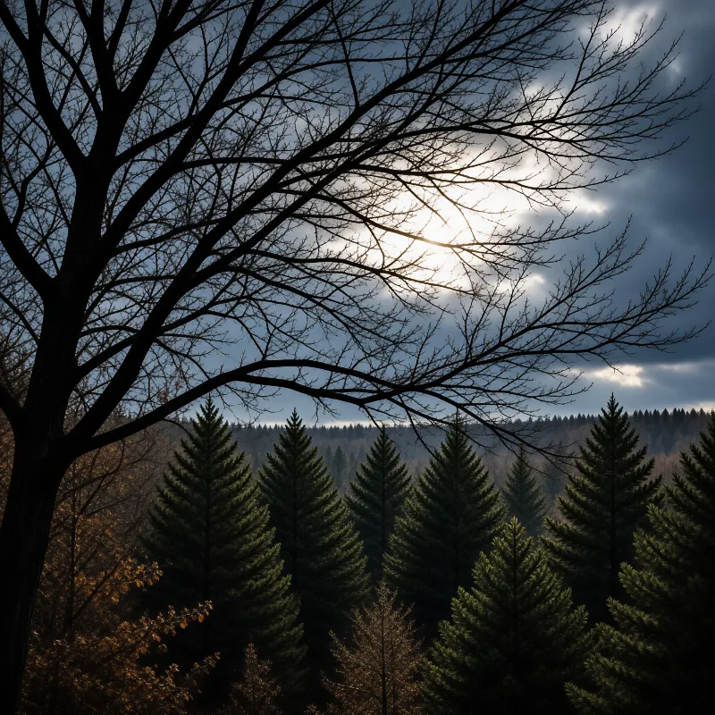 Dark bare tree branches frame the sky while sunlight shines above a distant ridge of evergreen coniferous trees.