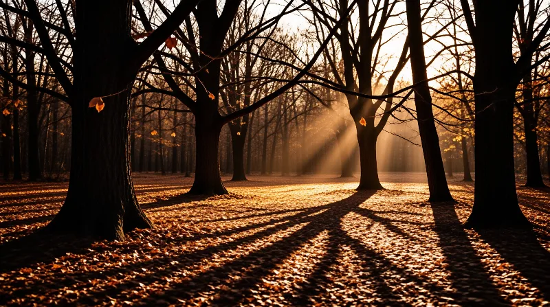 Golden rays pass through leafless trees creating dappled shadows on a bed of fallen leaves in a quiet forest