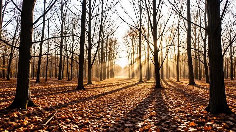 Bare trees line a quiet path as bright sunbeams cast long shadows across a ground carpeted with fallen brown leaves.
