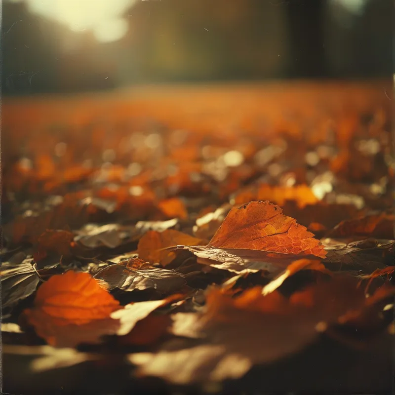 Crisp copper and rust leaves cover the ground while low sun light blazes through the blurred background.