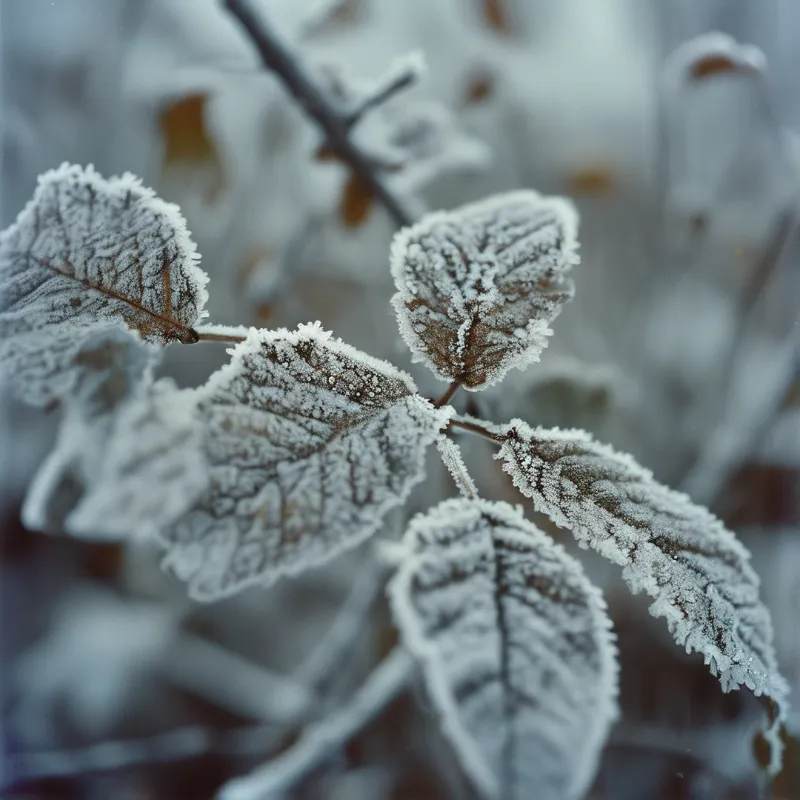 Several brown leaves are thickly coated in white frost while hanging from branches against a soft blurred blue background.