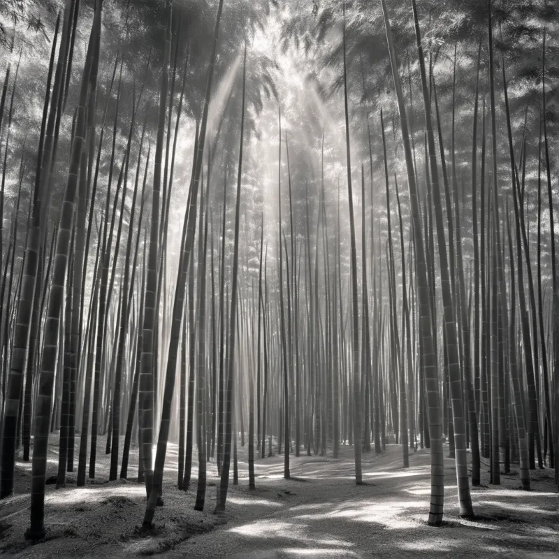 A dense grove of tall bamboo trees stands under a canopy where bright sunbeams pierce through the leaves onto the ground.
