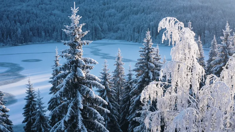 Frozen Lake Beneath Quiet Pines