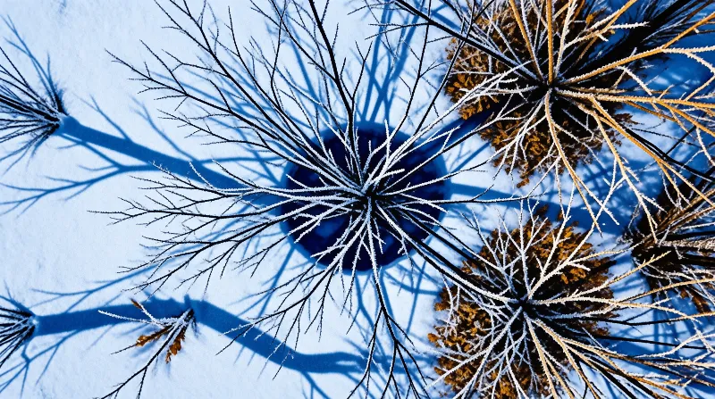 Close up view of frost covered grass blades resting on white snow casting sharp blue shadows.