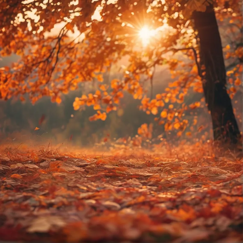 Golden Autumn Forest