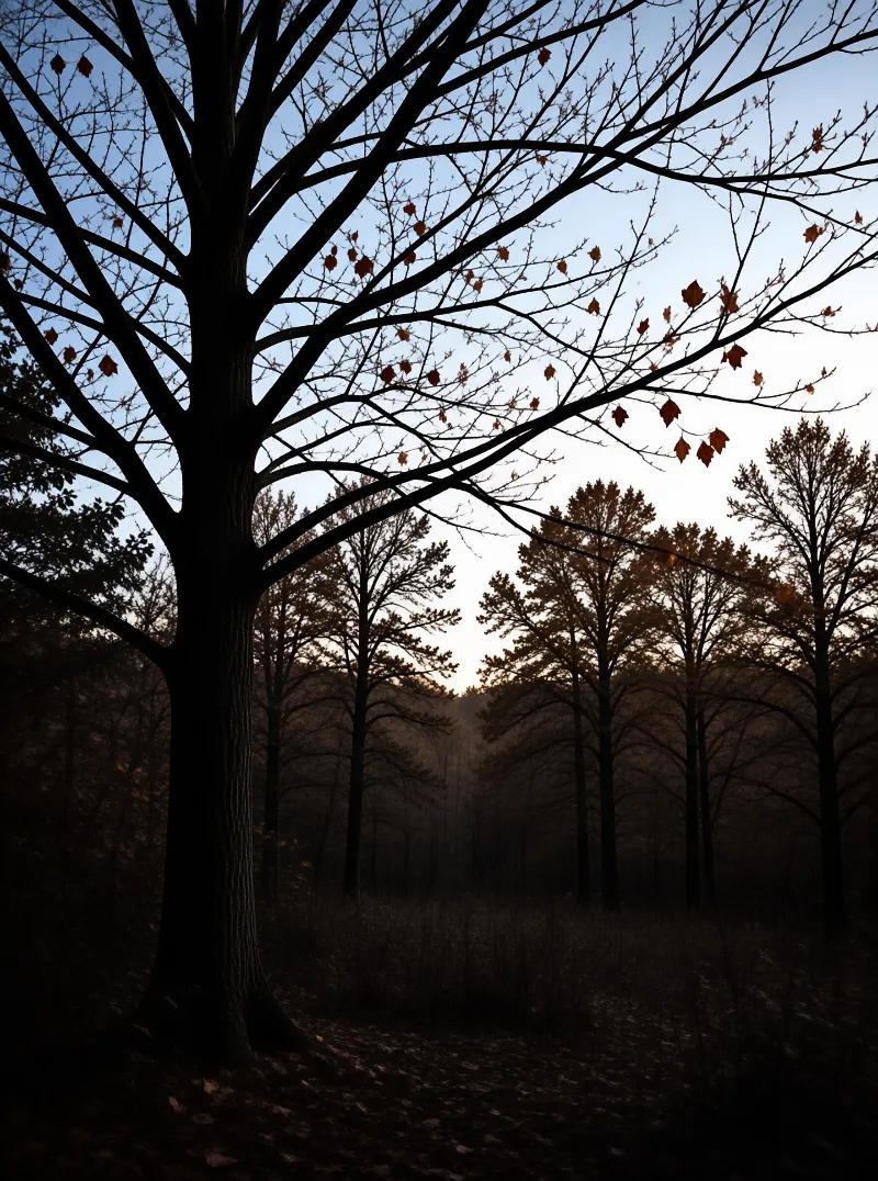 A dark tree stands in the foreground while other trees line a path under a fading sky.