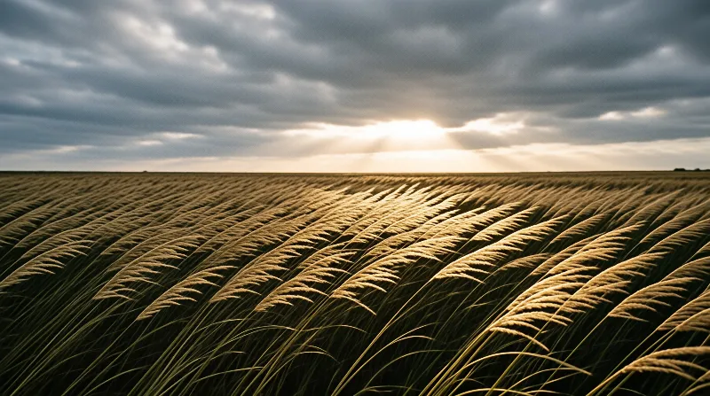 Wind Sweeping Wheat Field