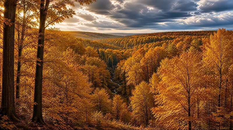 Autumn Forest Landscape