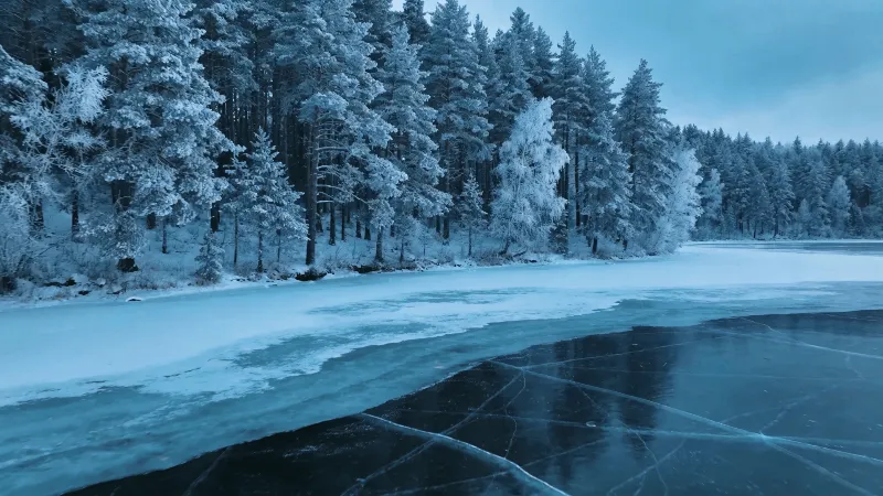 Frozen Lake Beneath Quiet Pines
