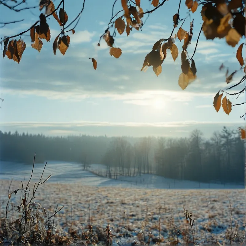 A field of frosted stubble extends toward a distant tree line bathed in low sunlight.