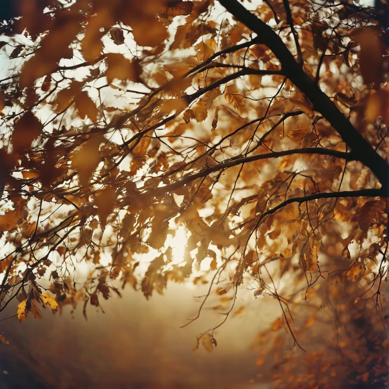 Brown autumn leaves cling to dark branches while bright sunlight filters through the canopy creating a warm golden haze.