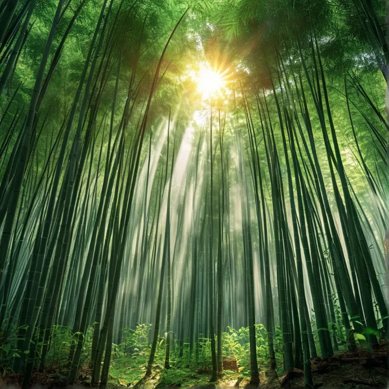 Sunbeam Bamboo Forest Landscape