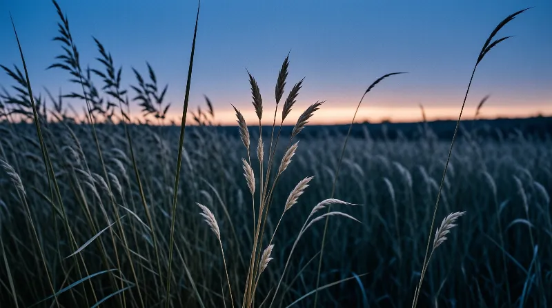Serene Field at Dusk