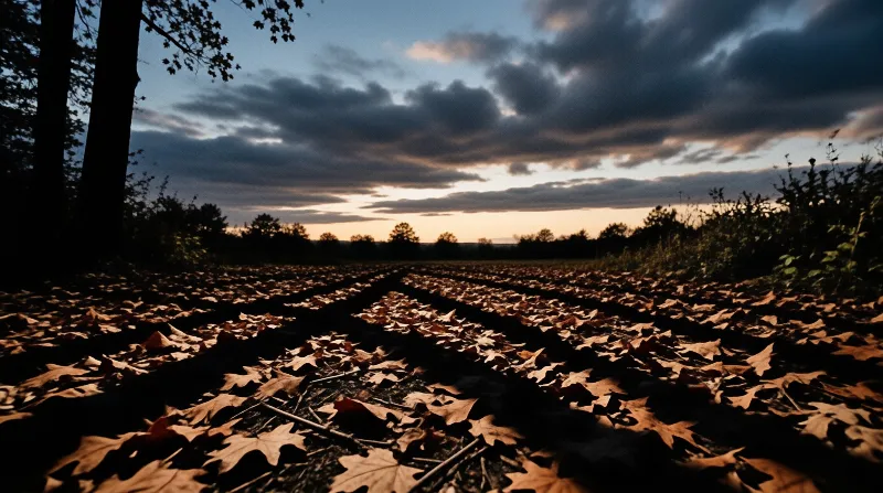 Low angle view of a leaf covered forest floor leading toward a treeline silhouette under a dramatic sunset sky.