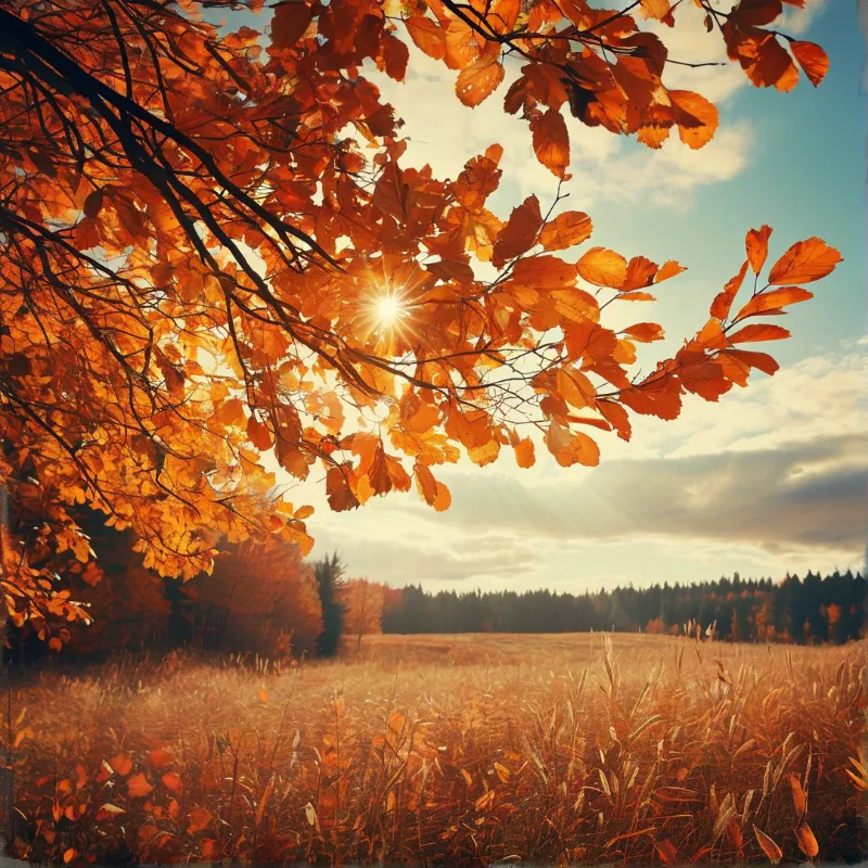 Bright leaves hang from branches while sunlight shines through them over a golden field with a distant forest line.