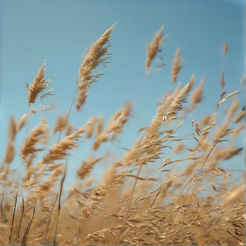 Close view of feathery seed heads glowing warm gold as they lean across a clean blue summer sky.