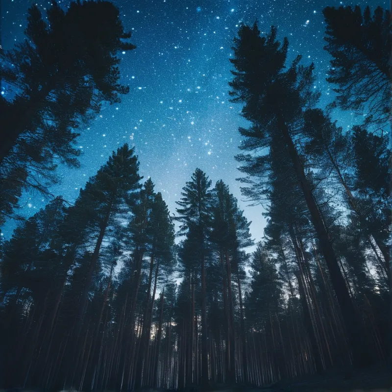 Tall dark pine silhouettes frame a vivid blue starry sky above a dense nighttime forest.