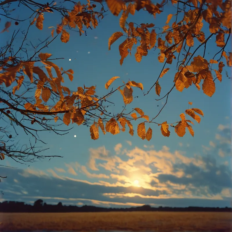 Orange autumn leaves hang from branches against a blue sky with a glowing sun breaking through clouds above a dark horizon.