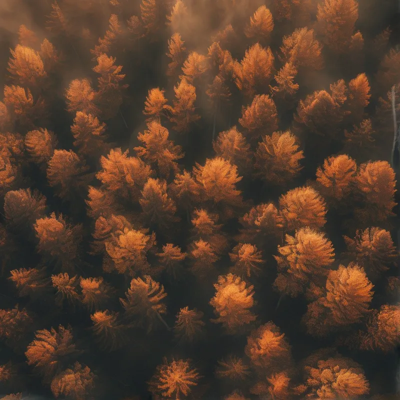 Dense forest canopy viewed from above showing orange foliage in mist