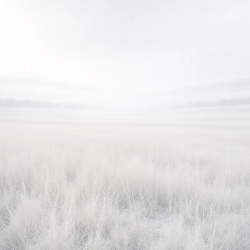 Tall grass blades coated in white frost stretch across a misty field under a bright overcast sky.