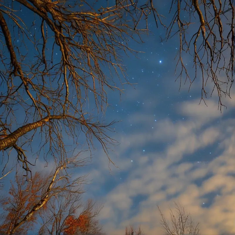 Starry Night Above Bare Trees