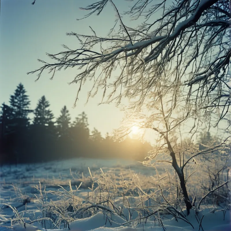 Snow covered branches stretch across the frame while a bright sun shines through the trees in a wintry landscape.