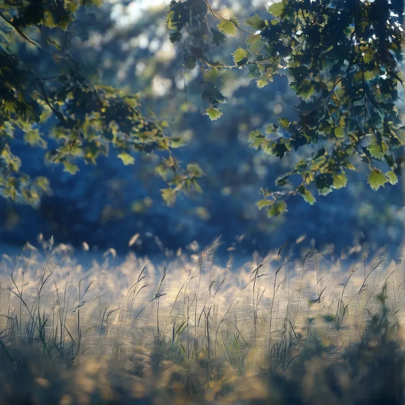 Sunlight Through Leaves