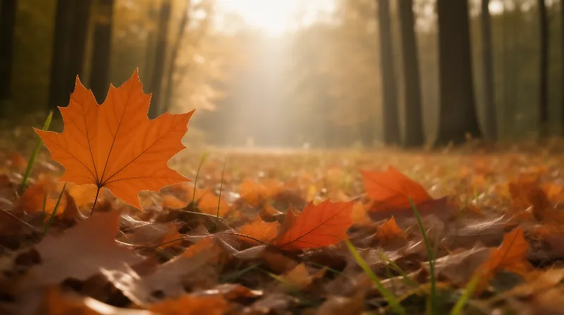 Autumn Maple Leaf Landscape