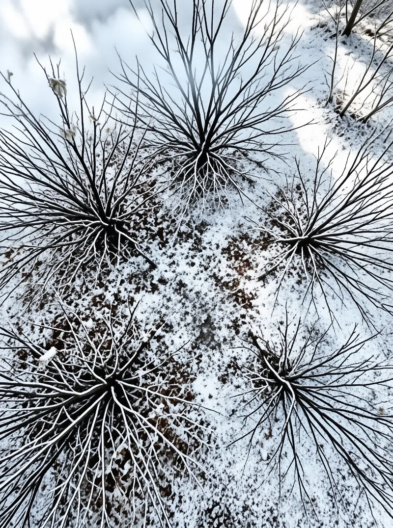 Low angle shot showing dark branches dusted with snow stretching upwards toward a pale sky.