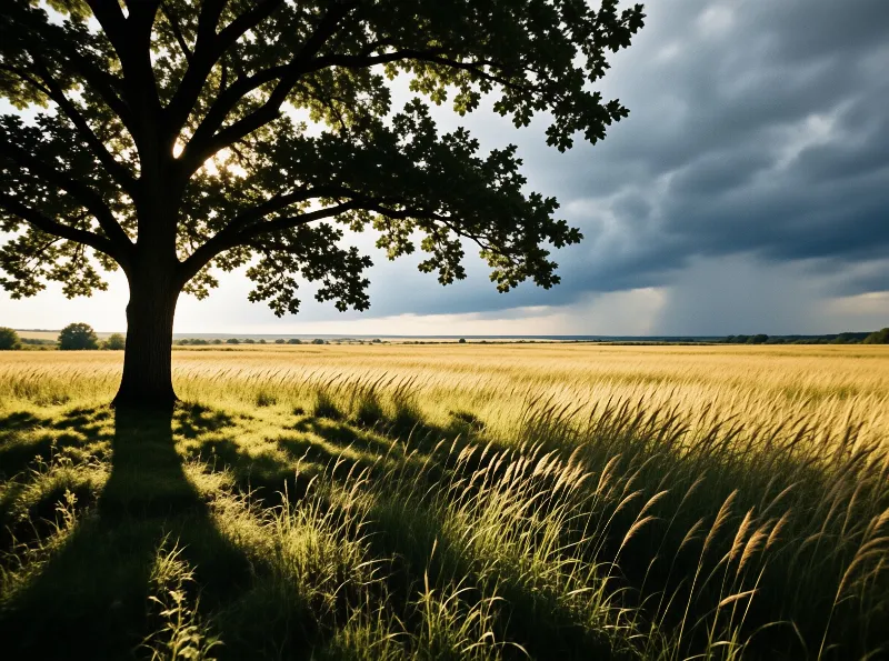 A broad oak tree frames a wind swept golden wheat field, heavy grey storm clouds roll in on the distant horizon