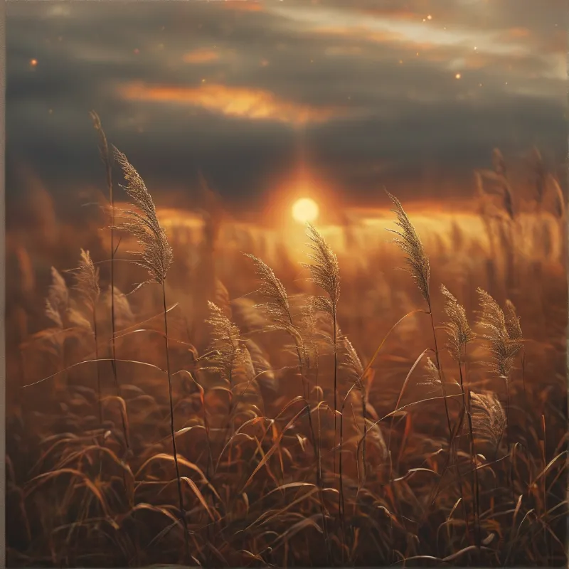 Tall, feathery reeds stand in a field as the sun sets, casting a warm orange glow across the landscape.