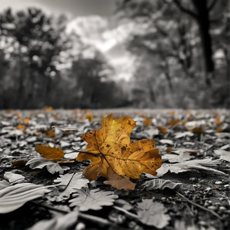 A single yellow oak leaf lies on the ground surrounded by black and white fallen leaves under overcast autumn skies