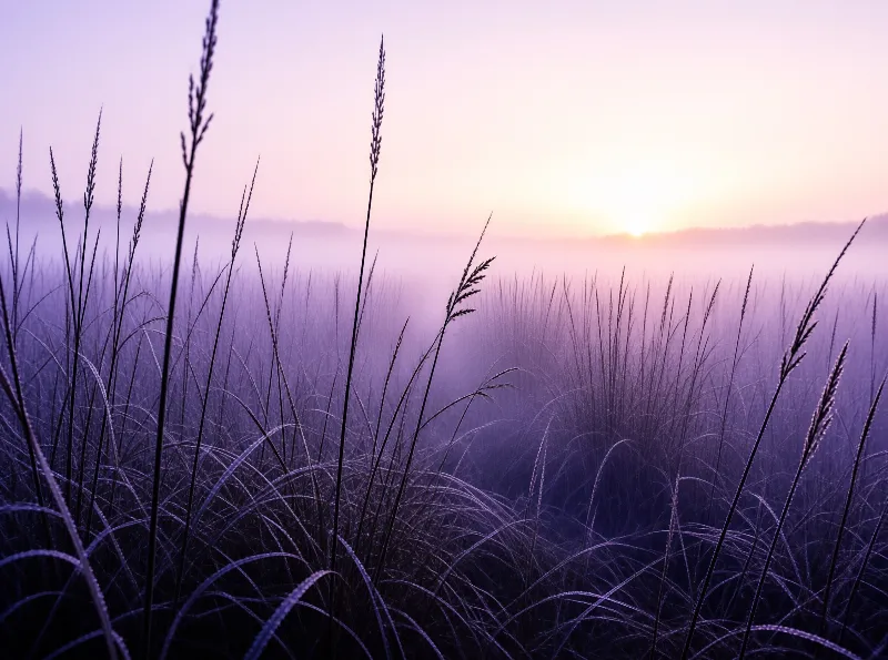 Delicate blades and feathery seed heads of wild grass stand out against a glowing pastel sunrise over a foggy field.