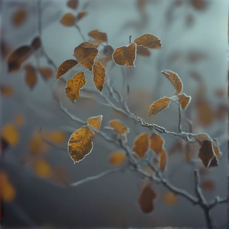 Dry brown leaves cling to thin grey branches against a blurred cool blue misty background.
