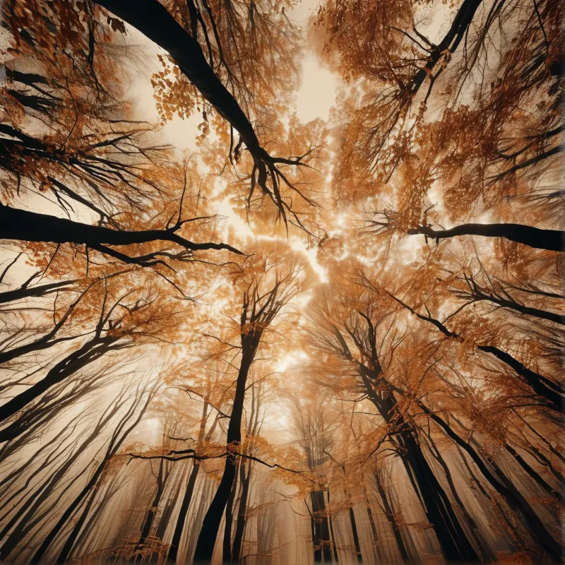 Autumn Forest Canopy