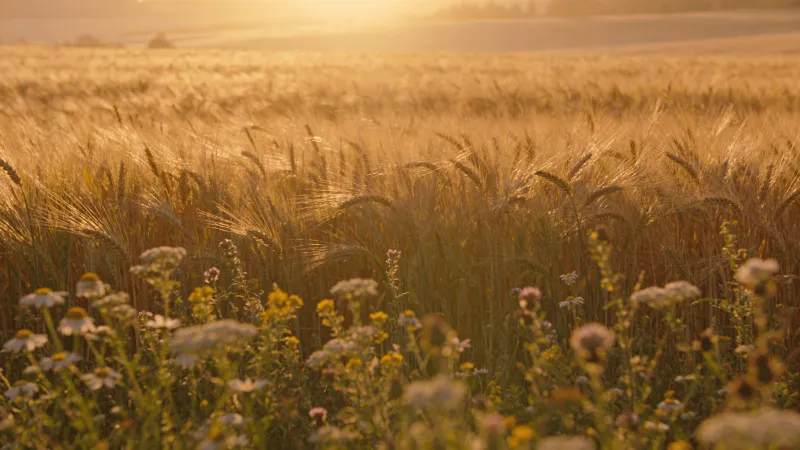 Wildflower Meadow in Warm Haze