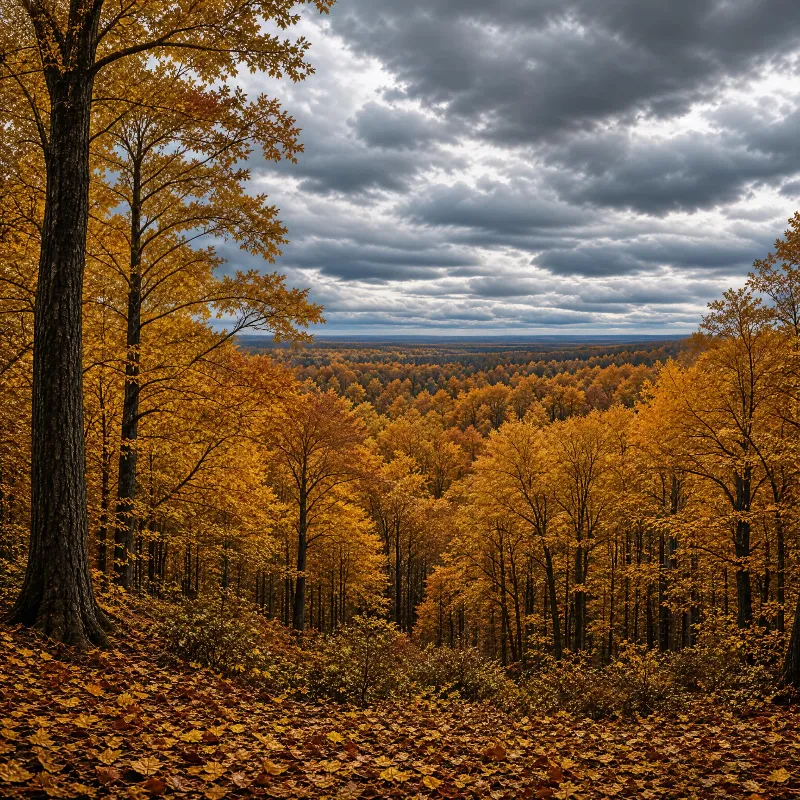 Golden Autumn Forest Vista