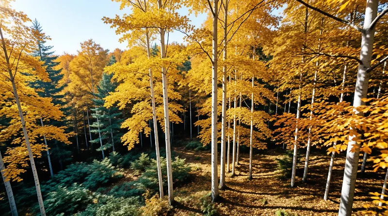 Autumn Birch Forest
