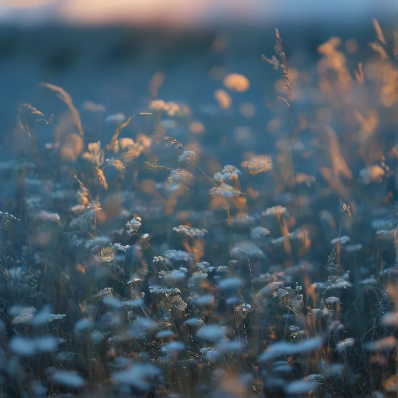 Dewy Grass at Golden Hour
