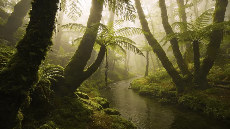 Misty Healing Forest with Sunlit Ferns
