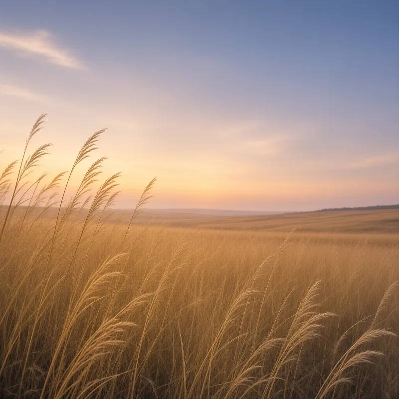 Tall stalks of dry grass stand in a vast open plain during golden hour, with warm sunlight casting a glow over the landscape.