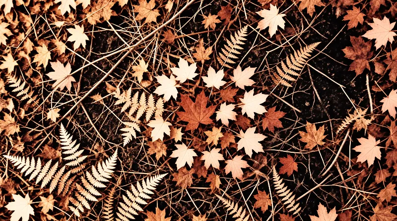 Scattered maple leaves and ferns rest on dark soil with warm sepia tones creating a textured natural surface.