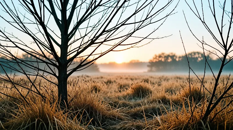 A leafless dark tree stands in a field of dry golden grass as low fog blankets distant treeline under warm sunrise light glowing at the horizon