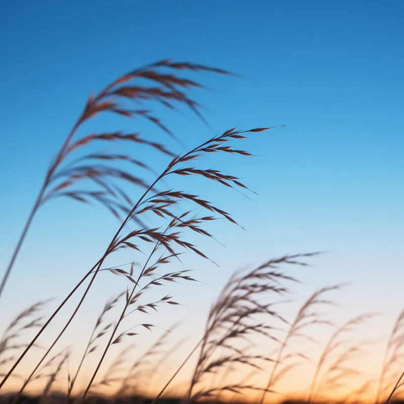 Silhouetted Grass at Sunset