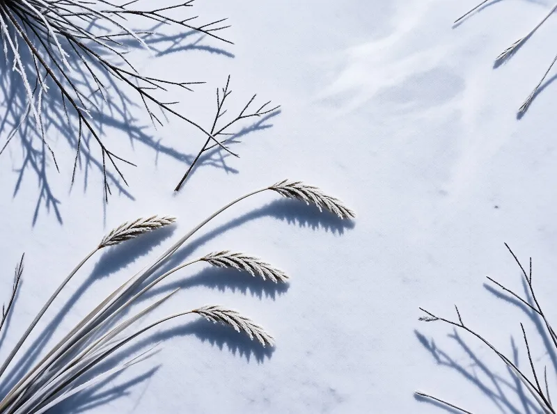 Frosty grass heads and twigs lie on a snowy surface while sharp shadows stretch across the white ground in bright light.