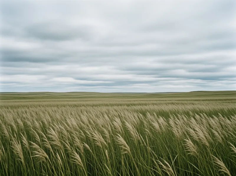 Tall grasses bending across a green field under overcast skies