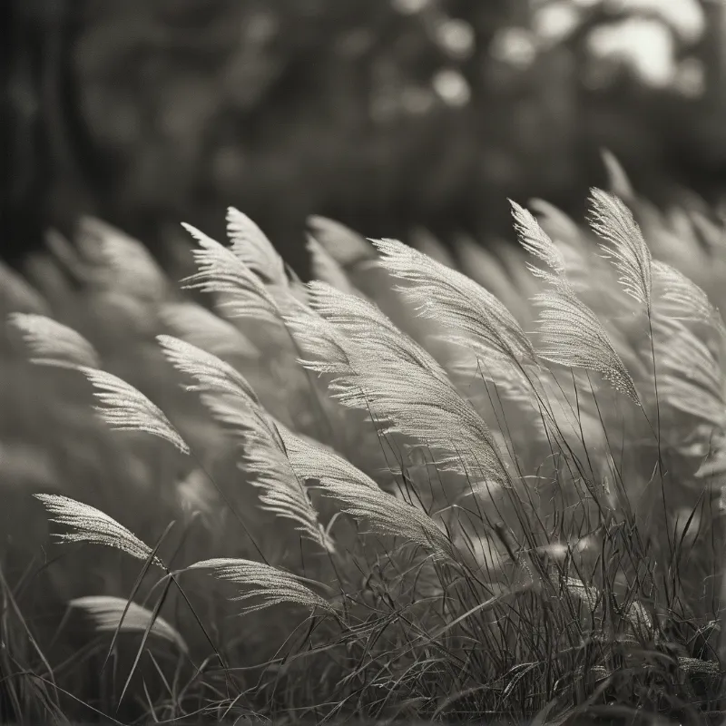 Delicate plumes of wild grass lean sideways across a dim natural background where soft side lighting emphasizes their fine fibrous texture in muted grayscale tones