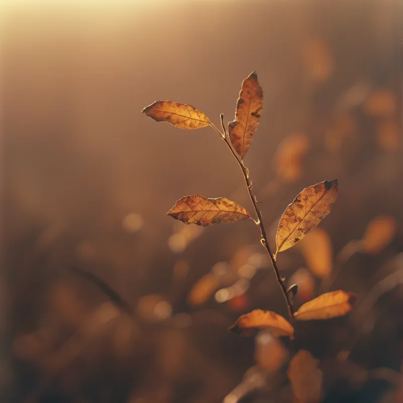 A slender branch with brown autumn leaves is backlit by warm golden sunlight against a blurred background.