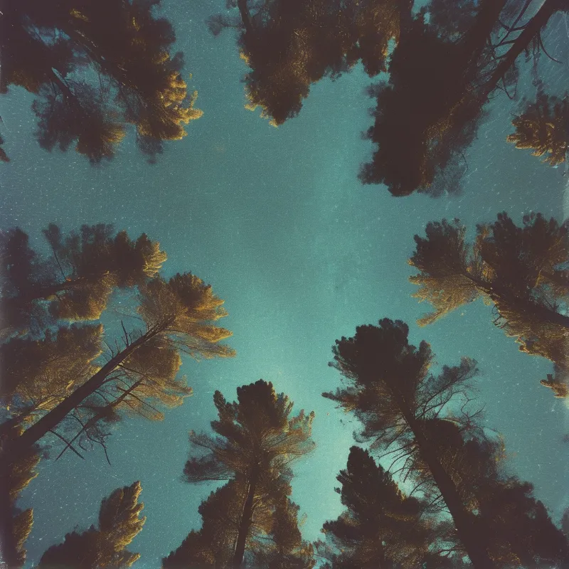 A worm's eye view captures dark tree shapes surrounding a grainy cyan atmosphere.