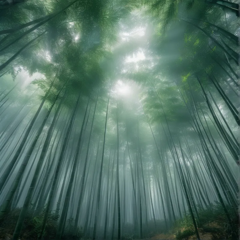 Misty Bamboo Grove